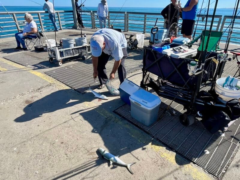 The fishing pier is good place to catch all sorts of fish, including Spanish mackerel, pictured here. This fisherman caught three in a short period of time on a January day. (Photo: Bonnie Gross)