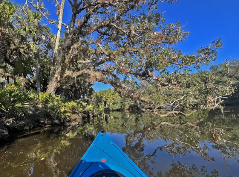 Sebastian: An old Florida river town and great base for kayaking and exploring 10 The majority of the shoreline along the St. Sebastian River is forested with native trees, including picturesque like oaks like this one. (Photo: Bonnie Gross)
