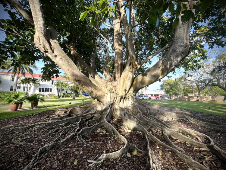 This Mysore fig on the grounds of Shangri-la is a champion tree, the third largest of its type in Florida. It's 85 feet tall and its crown spreads 120 feet. (Photo: Bonnie Gross) 