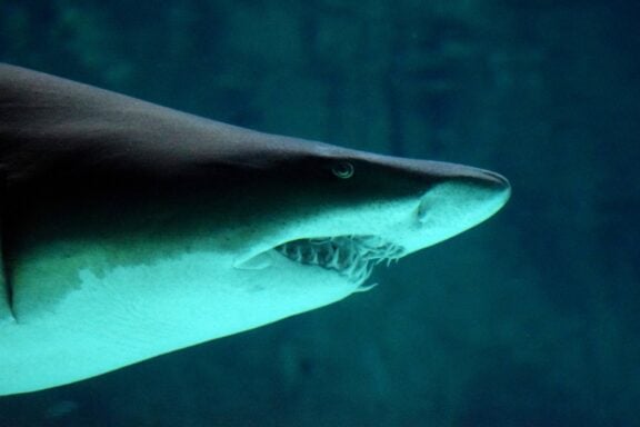 shark