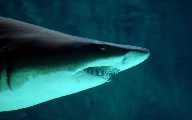 shark