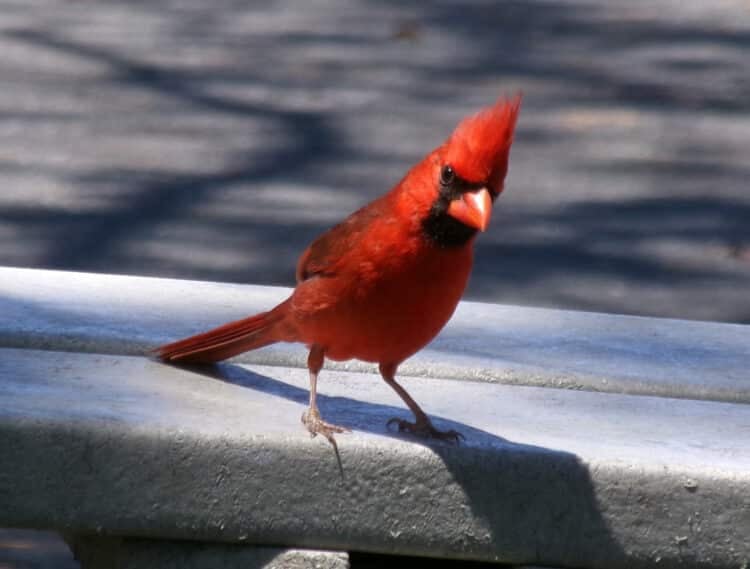 On an April 2024 visit to Shark Valley, the glades were still quite wet and the usual wading birds were not present in any number. We were delighted, then, that a cardinal joined us at our picnic table. (Photo: David Blasco)