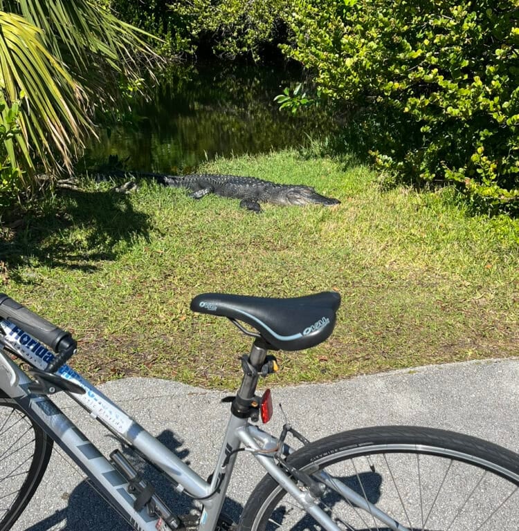 Along the bike path at Shark Valley, you are likely to have a close up look at alligators. It's important to give them space. (Photo: Bonnie Gross)