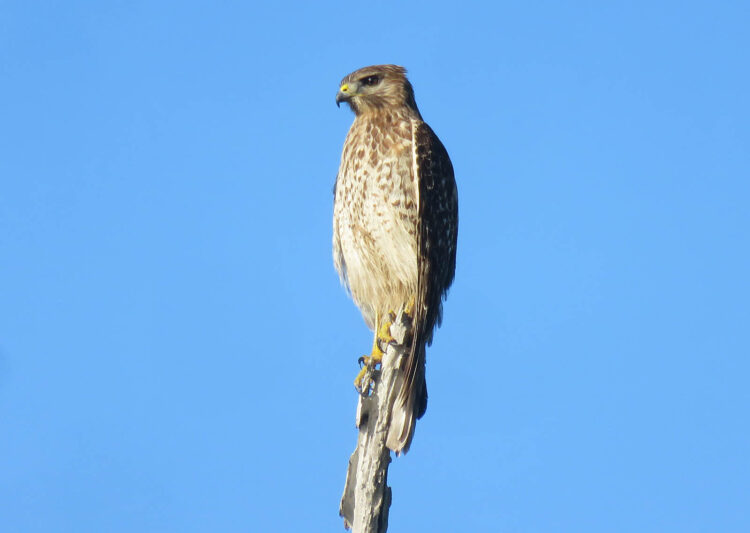 everglades national park sharp shinned hawk everglades Everglades National Park: Insider tips for first-time visitors