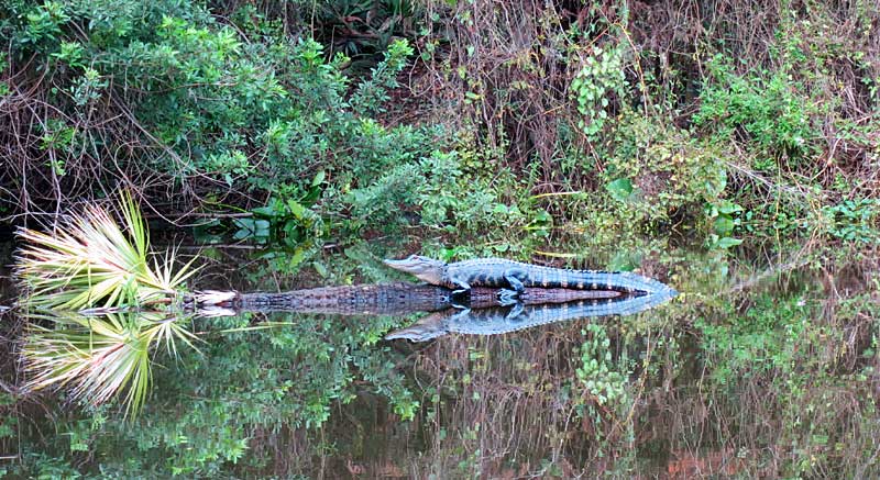 Small, shy gators were easy to spot along Shell Creek near Punta Gorda