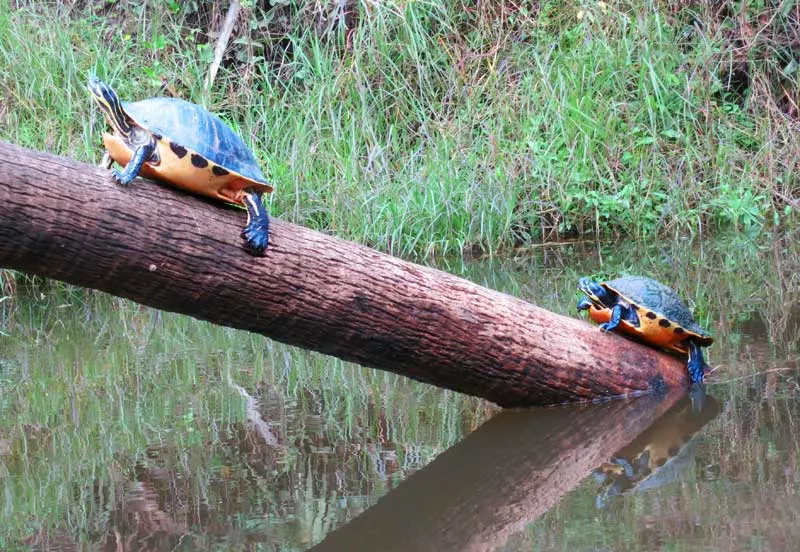 Turtles were everywhere along Shell Creek near Punta Gorda