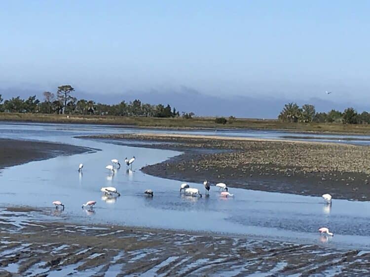 These campgrounds are ideal for stargazing 5 dark skies shell mound campground These campgrounds are ideal for stargazing
