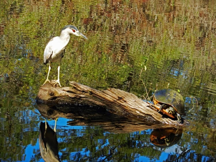 Fort Myers is worth a visit for fun downtown, natural beauty and history 12 Six Mile Cypress Slough (Photo: Bonnie Gross)