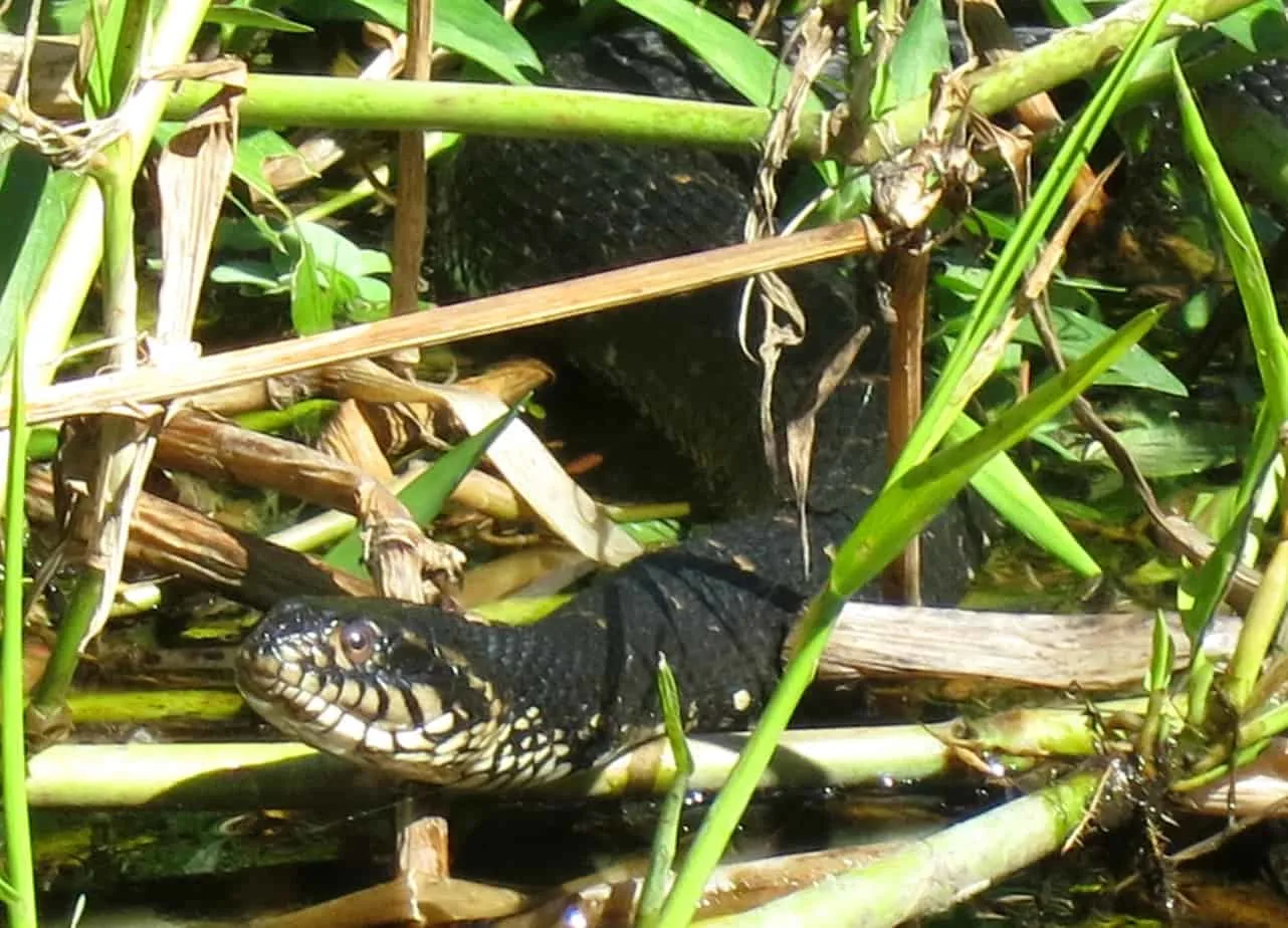 Eastern Indigo snake spotted while kayaking Arbuckle Creek.