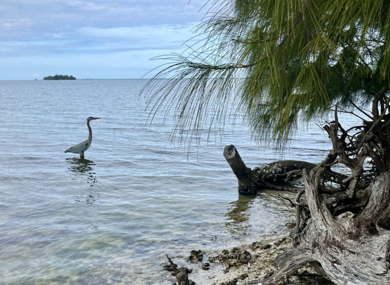Kayak to your own tiny paradise: Exploring spoil islands in the Indian River Lagoon 4 We saw so many birds and dolphins as we kayaked aorund the spoil islands off Sebastian. (Photo: Bonnie Gross)