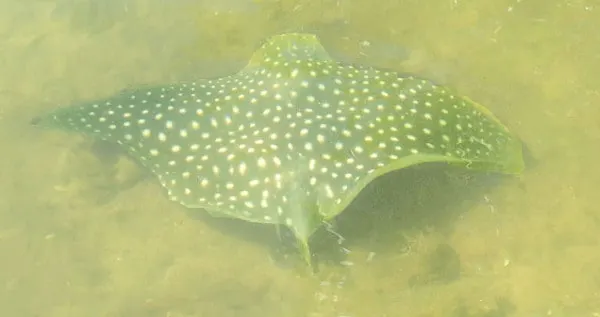 Spotted eagle ray spotted while  Charlotte Harbor. kayaking. (Photo: David Blasco)