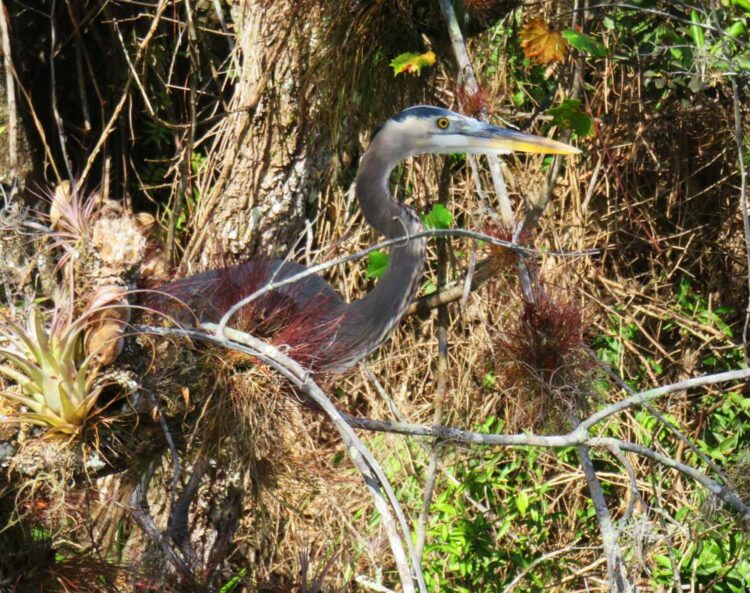 Great blue heron on the St. Lucie River South Fork. (Photo: Bonnie Gross)