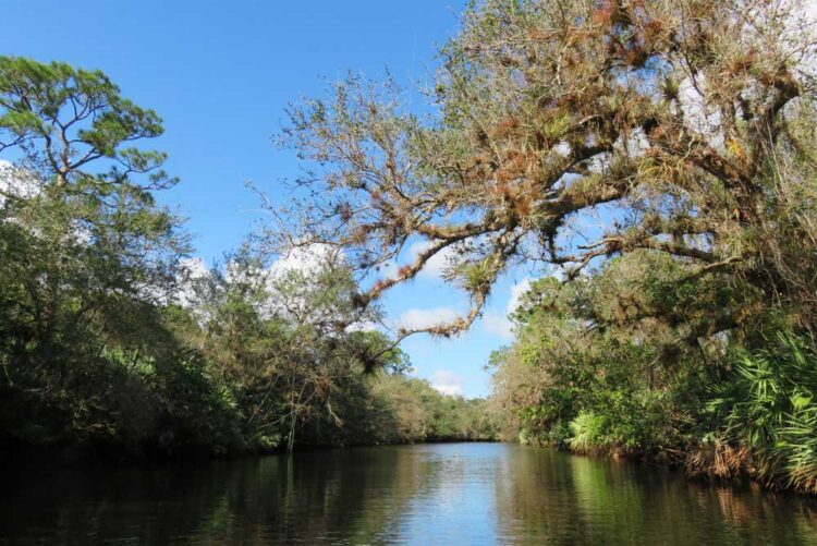 St. Lucie River st lucie river view St. Lucie River: Beautiful kayak trail deserves discovery