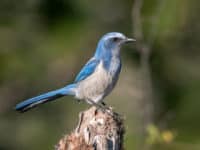 st sebastian river preserve state park scrub jay