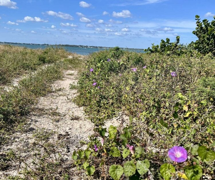 St. Lucie Inlet Preserve: Kayak to wild island and beach 8 A sandy trail parallels the beach on St. Lucie Inlet Preserve. When we emerged from a narrow trail in the Hole in the Wall lagoon, we walked north here to reach the inlet. (Photo: Bonnie Gross)