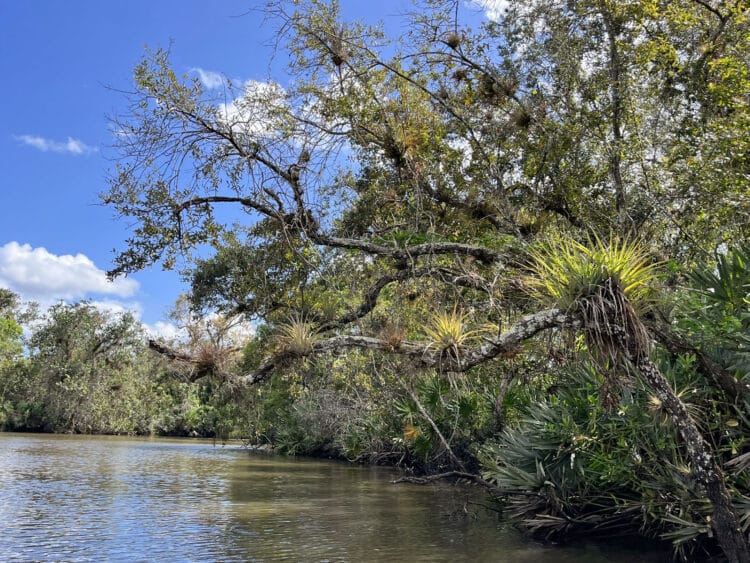 St. Lucie River South Fork deserves discovery, especially by South Florida paddlers 2 The view along the St. Lucie River. (Photo: Bonnie Gross)
