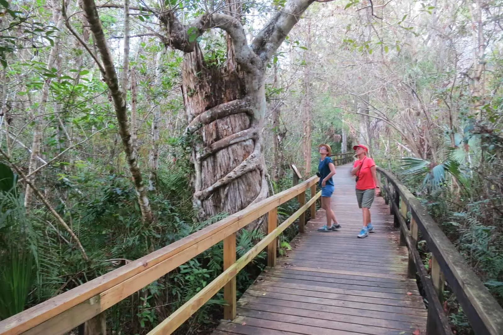 Scenic drives Florida: Strangler fig along Big Cypress Bend Boardwalk along the Tamiami Trail, just beyond Big Cypress Preserve. (Photo: David Blasco)