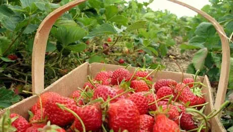 Grab a basket and pick. At Bedner’s, fresh strawberries in season can’t be beat. Photo courtesy of Bedner’s Farm Fresh Market.