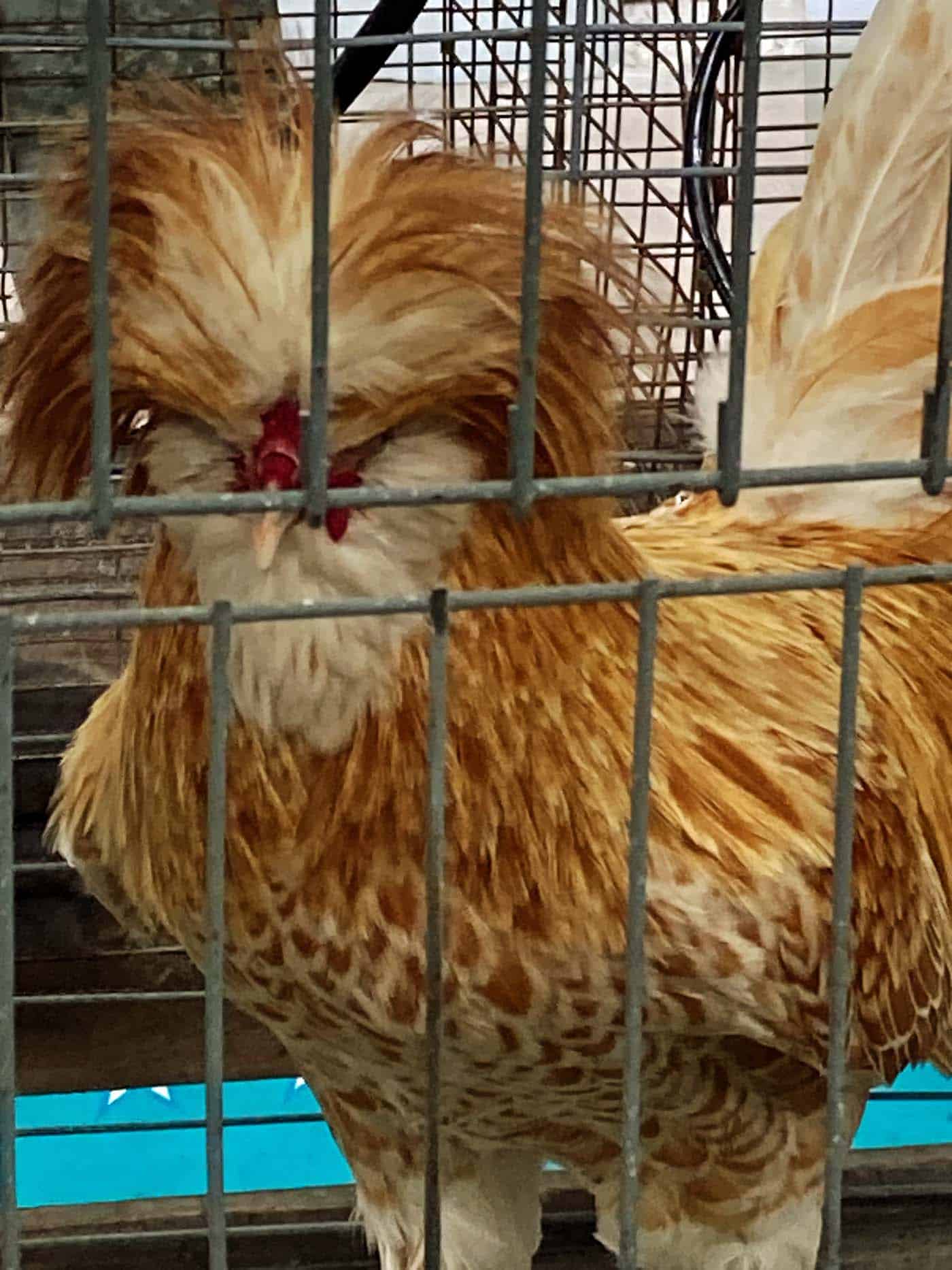 Florida Strawberry Festival, 11 days of music and merrymaking 13 florida strawberry festival chicken livestock show