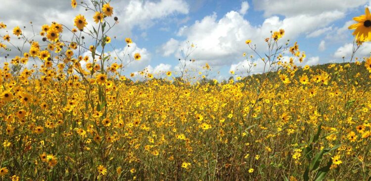 A sea of bright yellow: Sunflowers at Pepper Ranch near Immokalee. (Photo: Bonnie Gross)