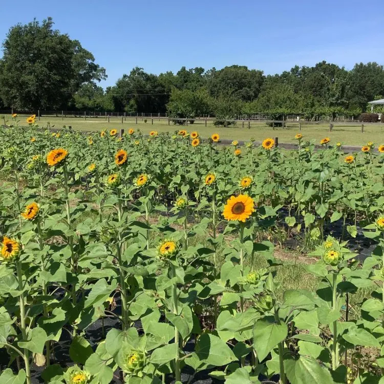  Sunflowers are an important crop at Rooney’s Front Porch, a Florida u-pick farm in Live Oak. Photo courtesy of Rooney’s Front Porch.
