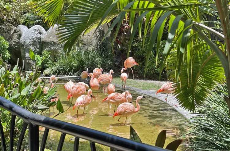 Flamingoes at Historic Sunken Gardens in St. Petersburg. (Photo: Bonnie Gross)