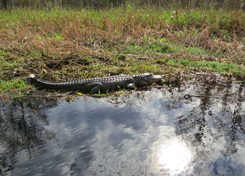 Gators are constant companions for Fisheating Creek kayaking. (Photo: Bonnie Gross)