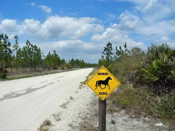 Equestrian crossing on Rima Ridge Road in Tiger Bay State Forest
