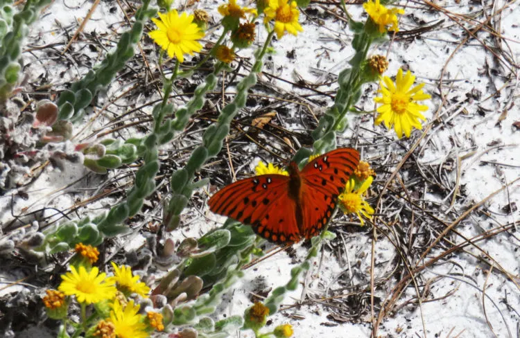 In an October visit, the dunes and trail at Topsail Hill Preserve State Park were full of butterflies. (Photo: David Blasco)
