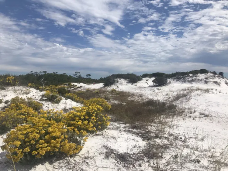 The dunes at Topsail Hill Preserve State Park. (Photo: Bonnie Gross