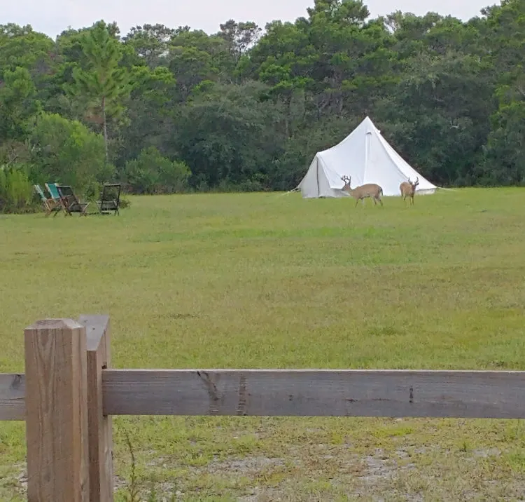 Glamping tent at Topsail Hill State Park is in a field where deer frequently feed. (Photo courtesy Fancy Camps.)