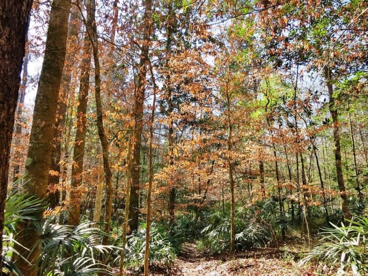 Fall camping brings cooler temps and a morsel of color 6 fall camping torreya fall1 cindy zheng 800jpg Fall camping brings cooler temps and a morsel of color