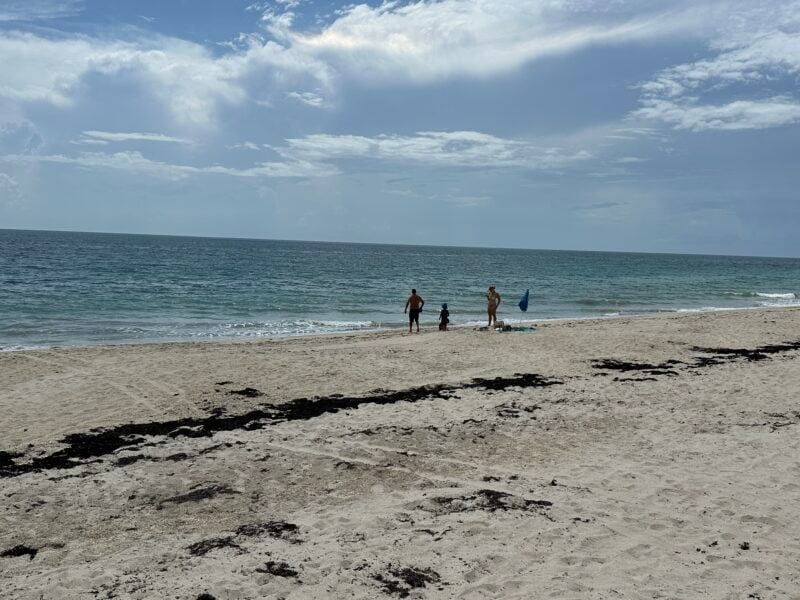 Today's seaweed snapshot 4 sargassum seaweed treasure shores beach 626 1 Today's seaweed snapshot