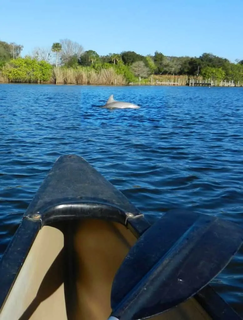Kayaking in Orlando area: A dolphin paddled near us at the launch site on Turkey Creek. (Photo: Bonnie Gross)
