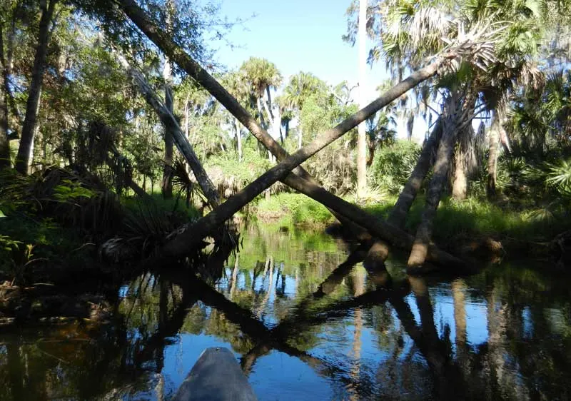Turkey Creek in Palm Bay fallen palm trees