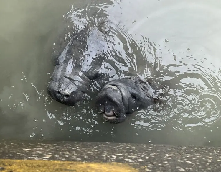 Two manatees at the Flamingo Marina position themselves under a drain that was dripping fresh water, which manatees need and seek out. Visitors were delighted to stand at the seawall and watch them six feet below. (Photo: Bonnie Gross)