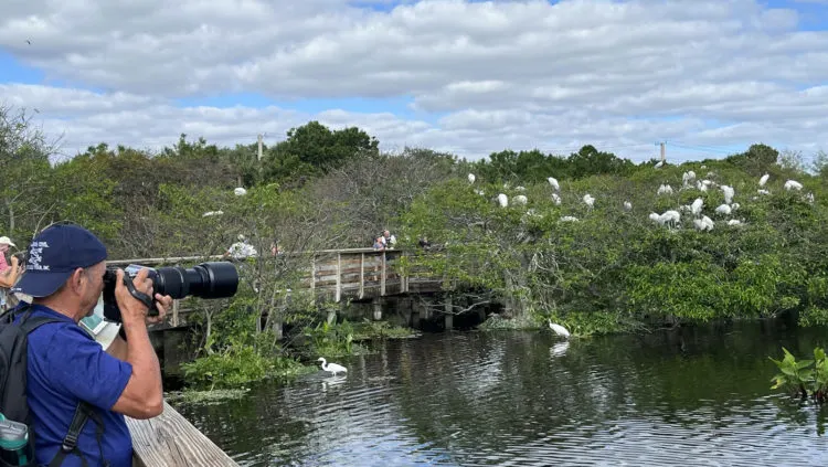Photographers capture images of the nesting wood storks in Wakodahatchee Wetlands in Delray Beach. (Bonnie Gross)