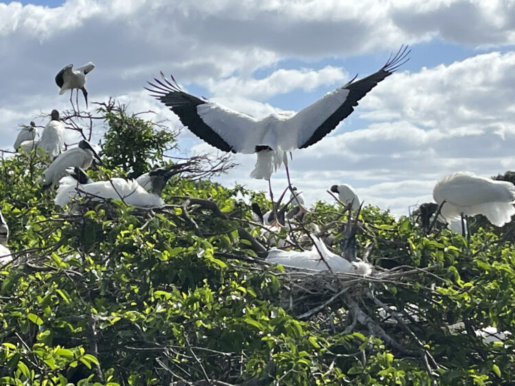 Wood stork parents land with food and they're so close, you don't need binoculars to watch. (Photo: Bonnie Gross)