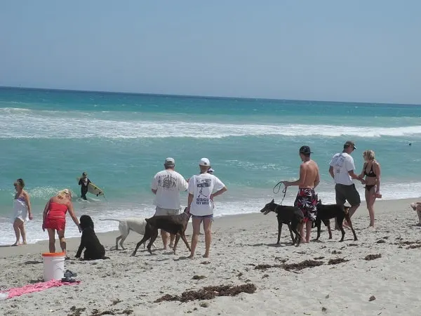 dog friendly beaches in florida Walton Rocks Beach on Hutchinson Island 