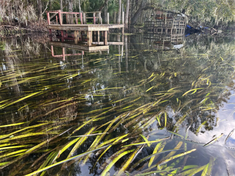 Kayaking in Orlando: Healthy eelgrass in the Wekiva River near Katie's Landing. (Photo: Bonnie Gross)