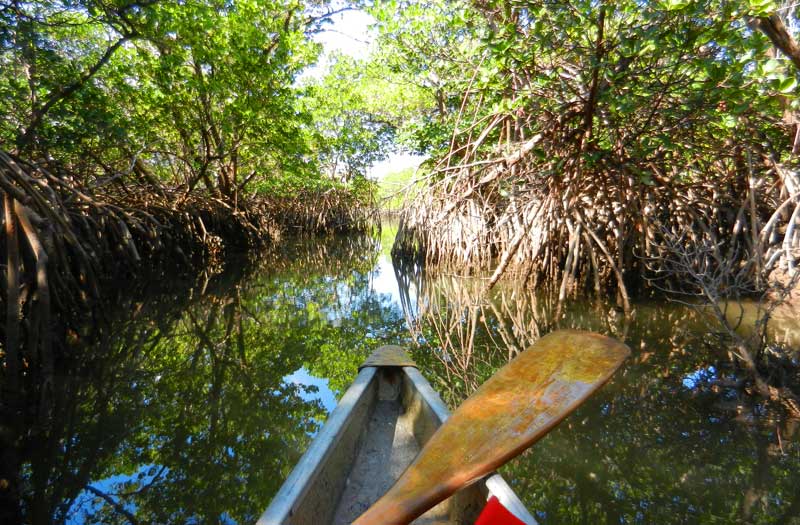 Best kayaking in South Florida: When you paddle the trails at West Lake Park, there are mangrove tunnels, lots of birds, even manatees occasionally in winter. (Photo: Bonnie Gross)