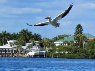Punta Gorda sea kayaking: White pelicans and mangrove mazes