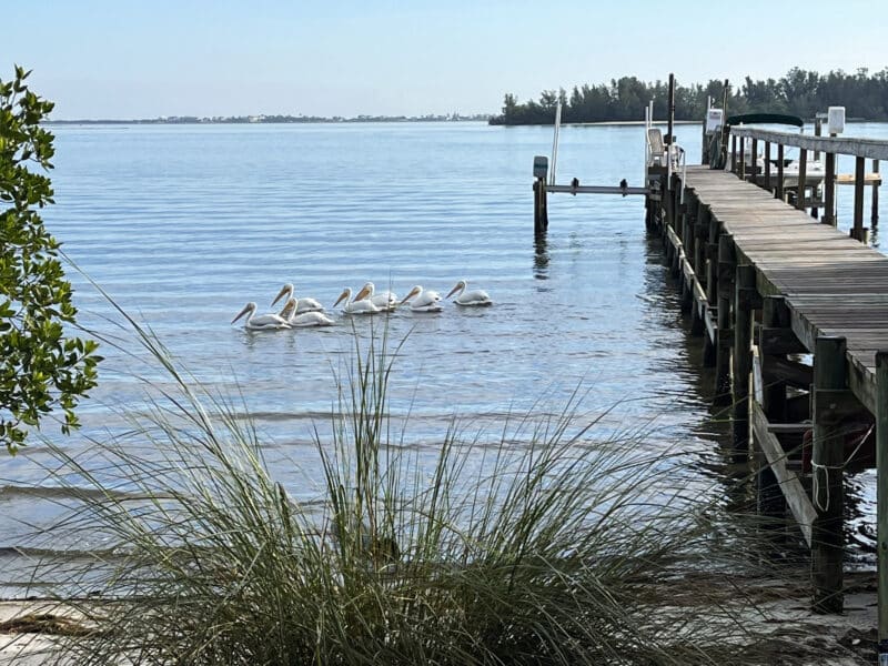 Sebastian: An old Florida river town and great base for kayaking and exploring 3 On our walk along the riverfront in Sebastian, we must have photographed the majestic white pelicans a hundred times. (Photo: Bonnie Gross)