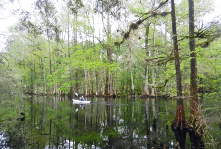 Cypress trees leafing out in spring make the Withlacoochee River a world of intense greens. (Photo: Bonnie Gross)