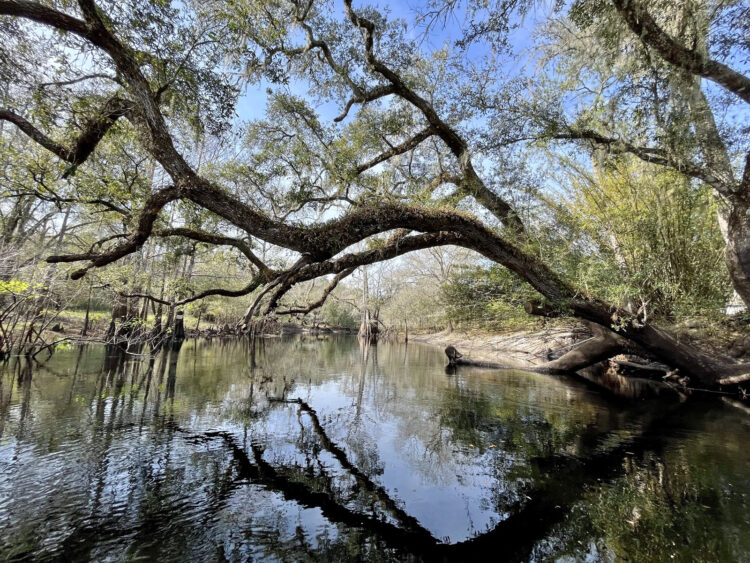 The Withlacoochee River is among Florida's most scenic paddles. In this section we spotted otters twice. (Photo: David Blasco)