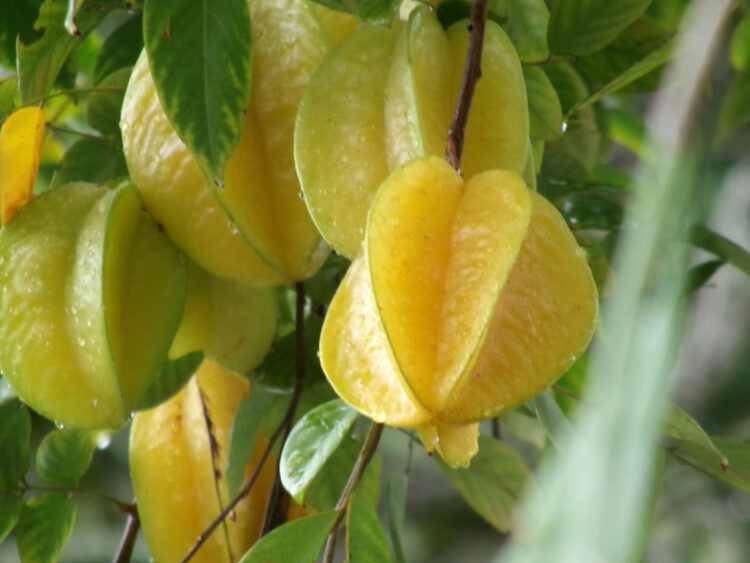 A carambola tree full of fruit drew the admiration of visitors to Everglades Wonder Gardens in January. (Photo: David Blasco)