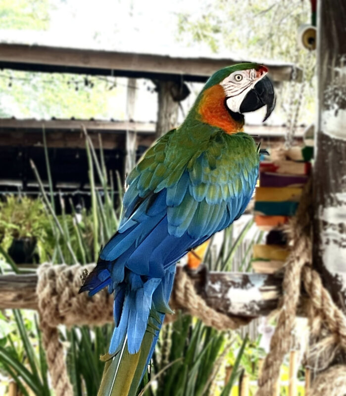 As you enter Everglades Wonder Gardens, you are met by several colorful parrots and macaws. (Photo: Bonnie Gross)