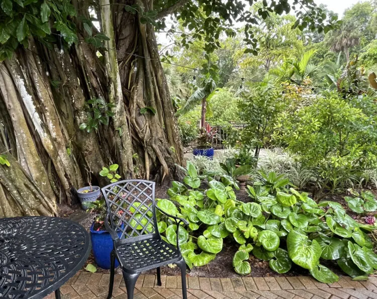 One of the banyan trees at Everglades Wonder Gardens. (Photo: Bonnie Gross)