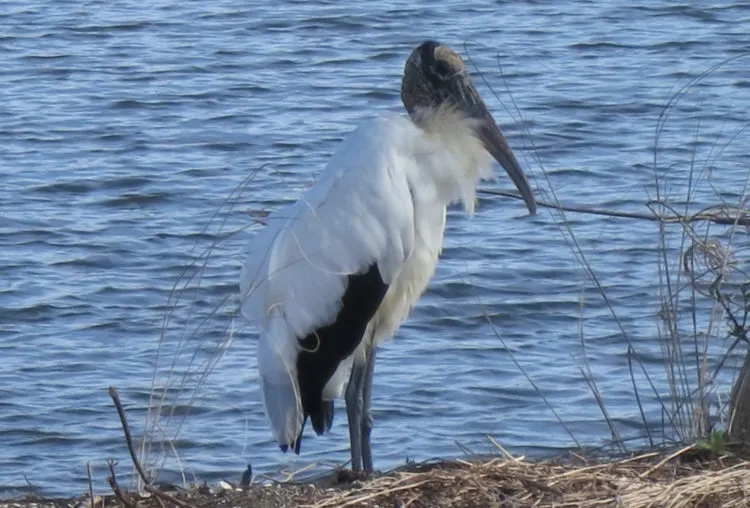 florida keys wildlife wood stork 12 Keys animals not to miss and when to see them