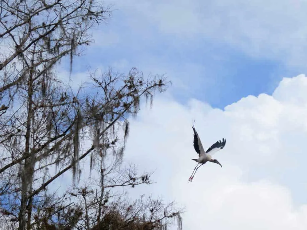 A wood stork takes flight while we are kayaking Fisheating Creek near Lake Okeechobee. (Photo: Bonnie Gross)